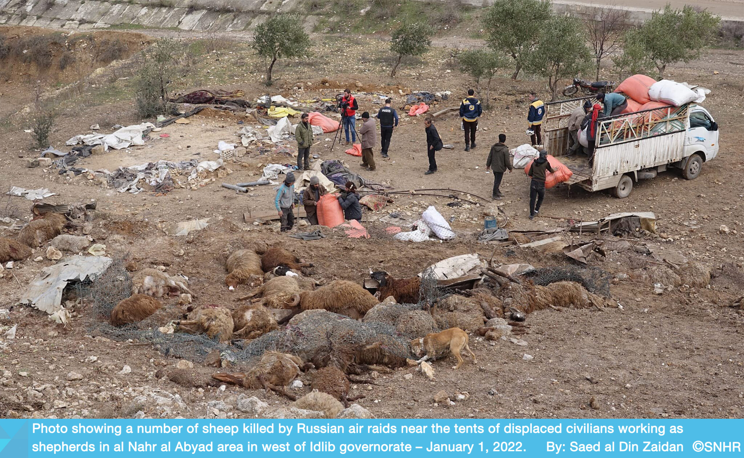 sheep killed by Russian air raids on Idlib suburbs 1-1-2022